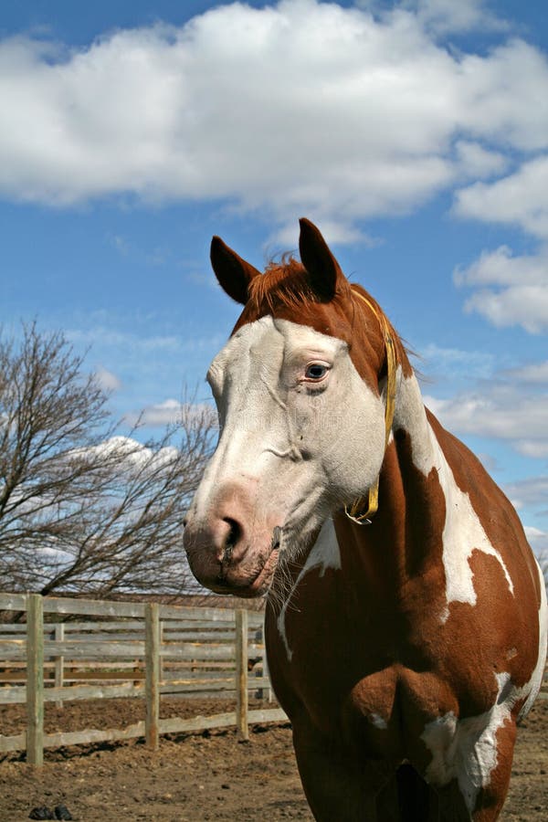 Sorrel Tobiano Horse Stock Photos Image 4363943
