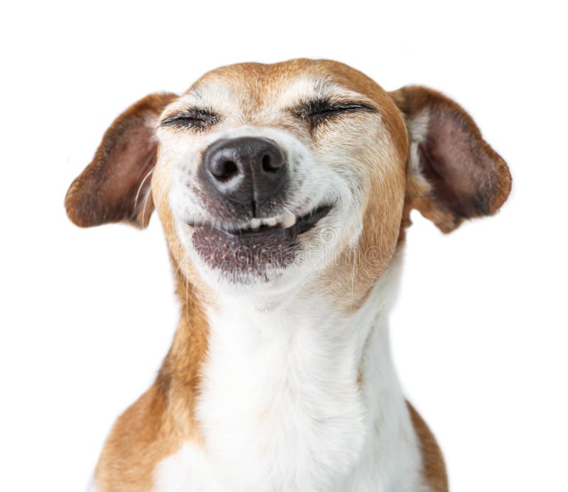 Sorri o animal de estimação dos dentes imagens de stock