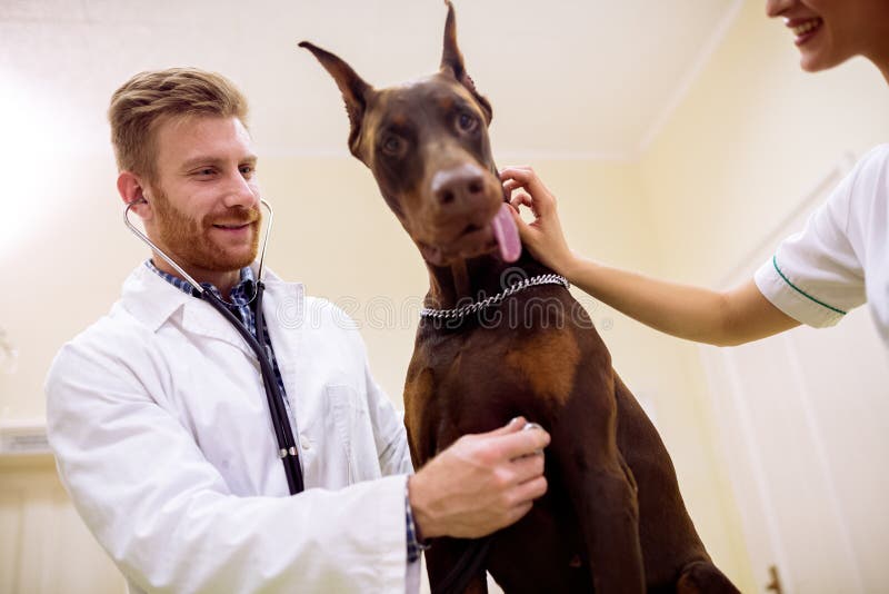 Sorridendo cane veterinario e divertente all'ambulanza dell'animale domestico fotografie stock libere da diritti Sorridendo cane veterinario e divertente all'ambulanza dell'animale domestico fotografie stock libere da diritti