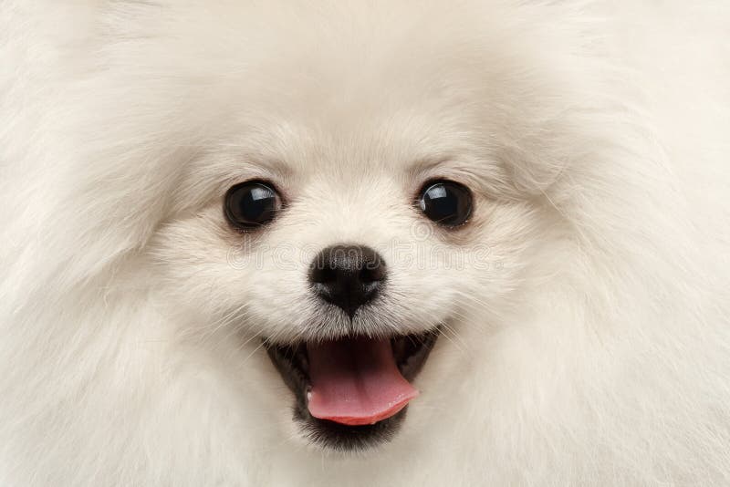 Sorridere curioso di felicità del primo piano di Pomeranian del cane bianco simile a pelliccia dello Spitz