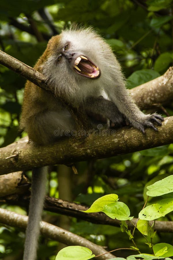 Macaco do sagui de Mico foto de stock. Imagem de pequeno - 27630008