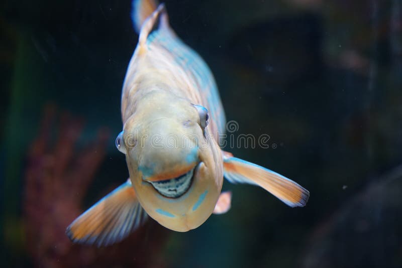 Sorrindo peixes do papagaio imagens de stock Sorrindo peixes do papagaio imagens de stock