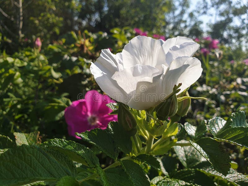 Sorrisetto autunnale dell'anca rosa. le api raccolgono l'ultimo nettare da un bel fiore bianco fotografia stock libera da diritti