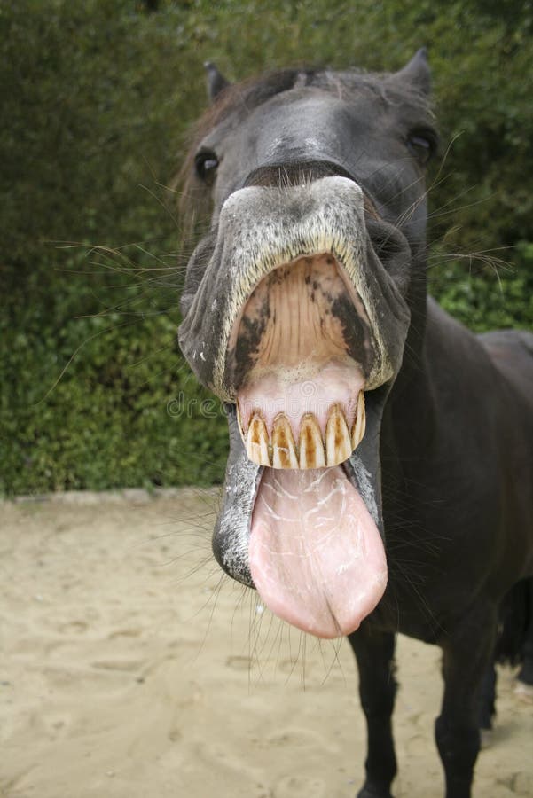 140 ideias de Cavalos sorrindo  cavalos, cavalos engraçados