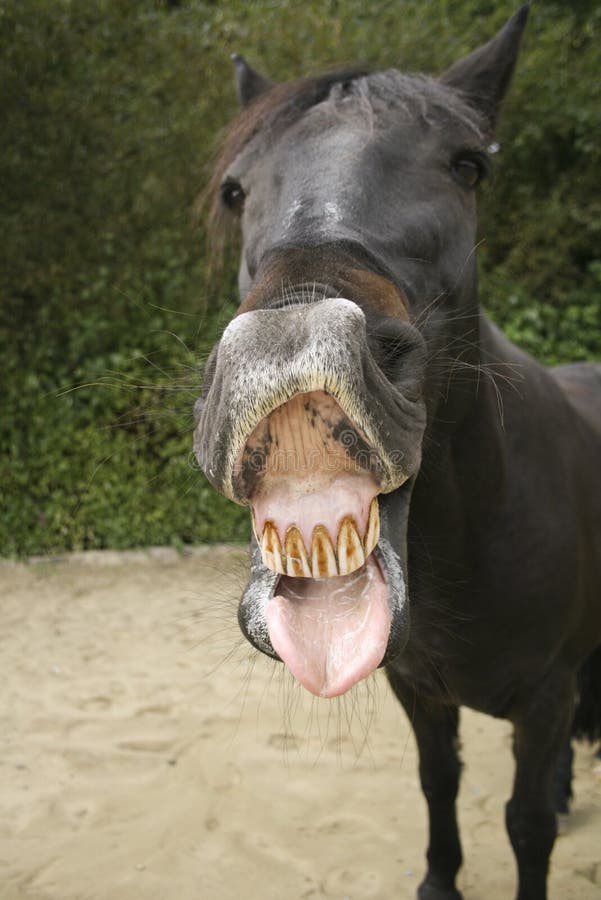 140 ideias de Cavalos sorrindo  cavalos, cavalos engraçados