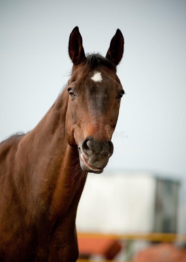 Cavalo de sorriso imagem de stock. Imagem de islandês, sorriso