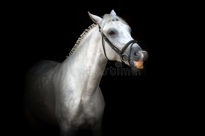 Cavalo de sorriso imagem de stock. Imagem de islandês, sorriso