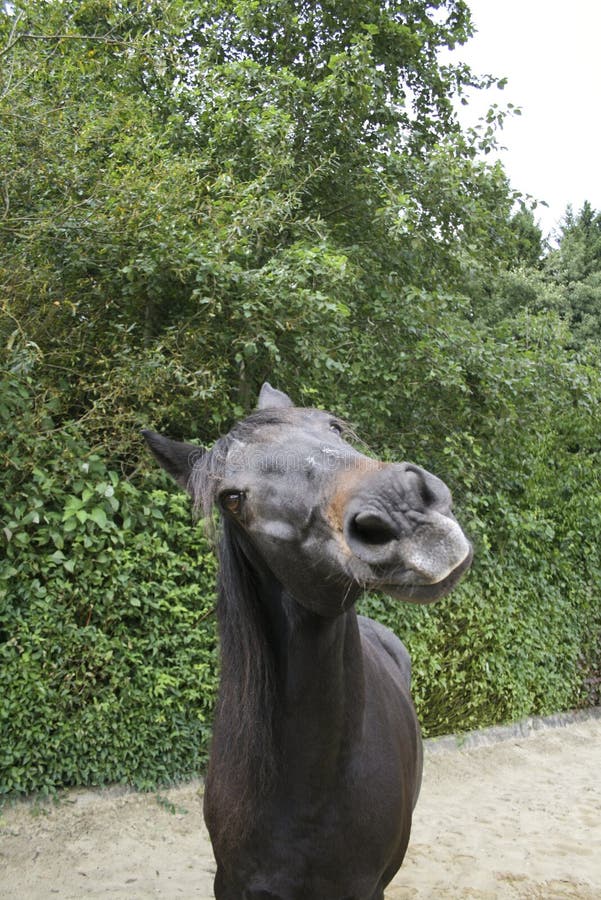 140 ideias de Cavalos sorrindo  cavalos, cavalos engraçados