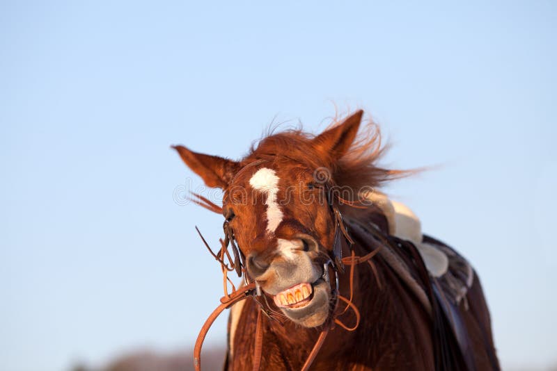 O sorriso do cavalo foto de stock. Imagem de humor, sorriso