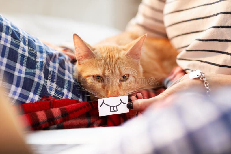 Sorriso a trentadue denti per Ginger Cat immagini stock Sorriso a trentadue denti per Ginger Cat immagini stock