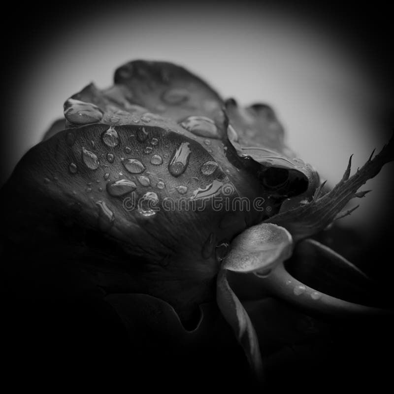Sorrow. Closeup of a Rose with Waterdrops, Black and White Image
