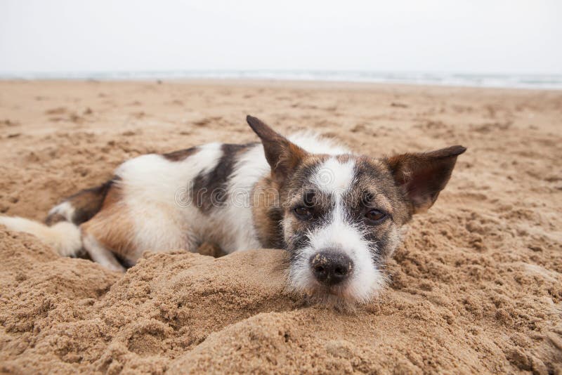 Sorrow face of homeless dog lying on sand beach with lonely feel stock photo Sorrow face of homeless dog lying on sand beach with lonely feel stock photo