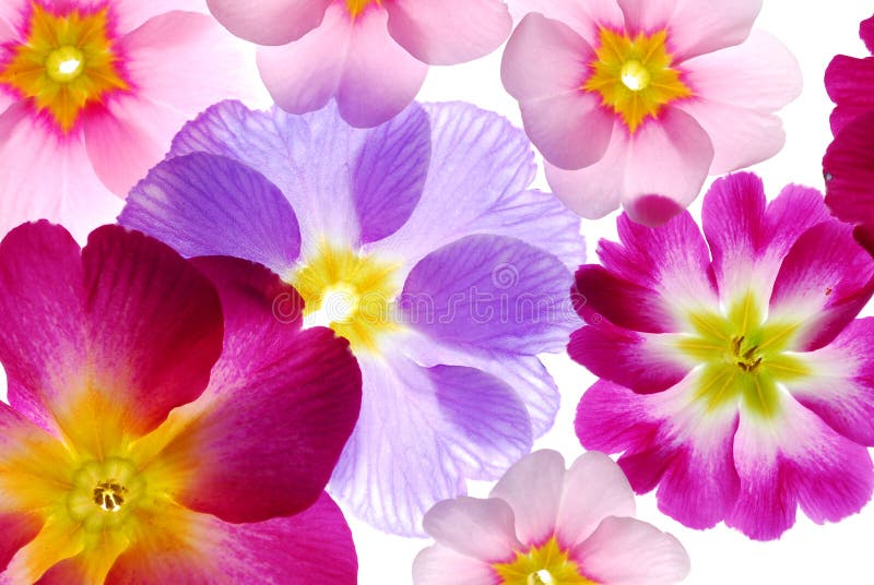 Sortierte Frühlings-Blumen lizenzfreie stockfotos Sortierte Frühlings-Blumen lizenzfreie stockfotos