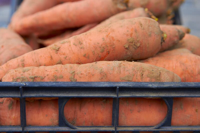 Dirty Carrots Close Up,sorting Fresh Carrots in Boxes for Sale Stock