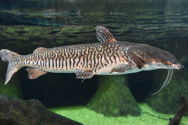 Sorubimvis in Water royalty-vrije stock foto