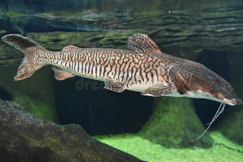 Sorubimvis in Water royalty-vrije stock afbeelding