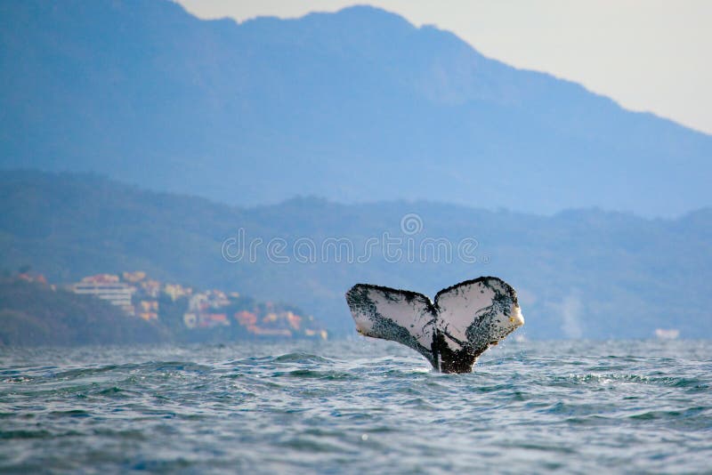 Sorveglianza della balena immagini stock Sorveglianza della balena immagini stock