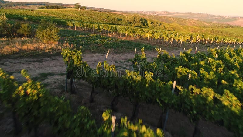 Sorvolare una vigna in Toscana