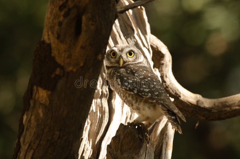 Spotted owlet (Athene brama) observed in Sasan Gir in Gujarat, India. Spotted owlet (Athene brama) observed in Sasan Gir in Gujarat, India