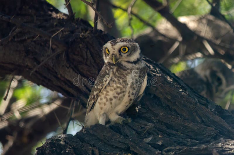 Spotted owlet (Athene brama) observed in Sasan Gir in Gujarat, India. Spotted owlet (Athene brama) observed in Sasan Gir in Gujarat, India