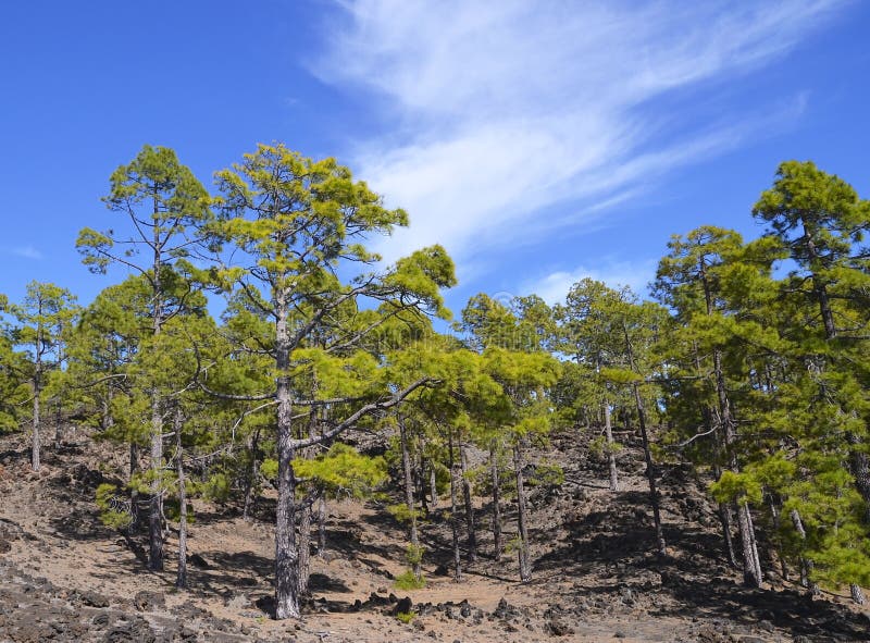 Sosnowy las w Teide parku narodowym, Tenerife, wyspy kanaryjska, Hiszpania Korona słoneczna Forestal blisko Teide wulkanu zdjęcie stock Sosnowy las w Teide parku narodowym, Tenerife, wyspy kanaryjska, Hiszpania Korona słoneczna Forestal blisko Teide wulkanu zdjęcie stock
