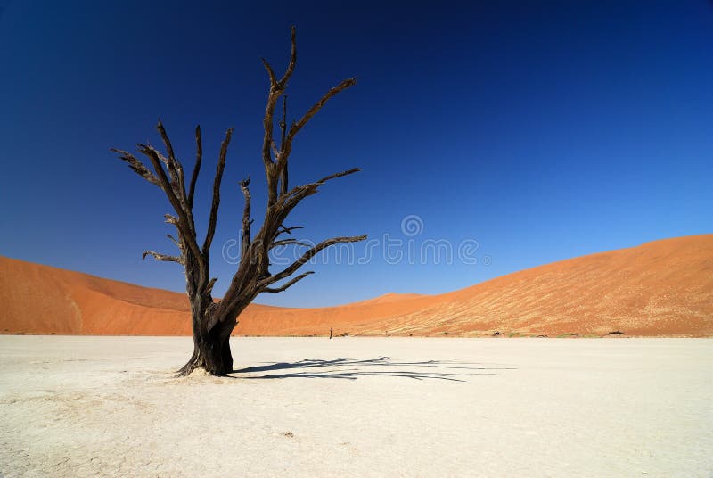 Sossusvlei Namib Naukluft nationalpark, Namibia royaltyfri bild Sossusvlei Namib Naukluft nationalpark, Namibia royaltyfri bild