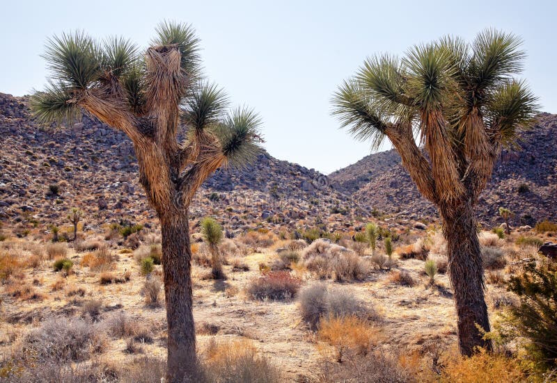 Two Joshua Treess Landscape Yucca Brevifolia located in Mojave Desert Joshua Tree National Park California. Joshua Tree was named by the Mormon Settlers for Joshua in the Bible because the branches look like outstretched hands. Two Joshua Treess Landscape Yucca Brevifolia located in Mojave Desert Joshua Tree National Park California. Joshua Tree was named by the Mormon Settlers for Joshua in the Bible because the branches look like outstretched hands.