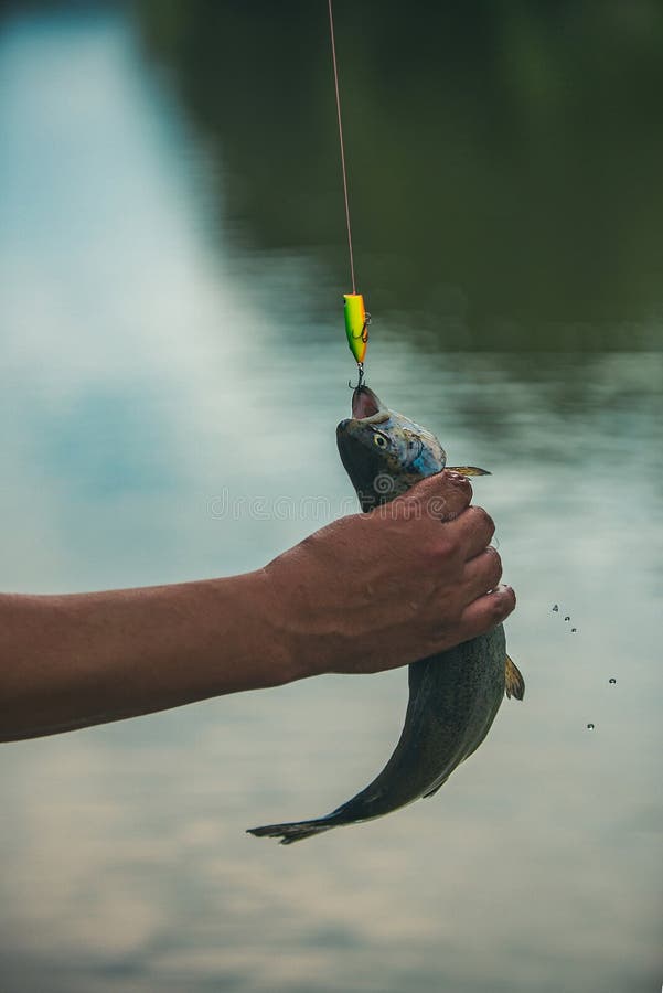 Sostener la trucha marrón Trucha del pescador y del trofeo Conceptos de pesca acertada Pesca fotos de archivo libres de regalías Sostener la trucha marrón Trucha del pescador y del trofeo Conceptos de pesca acertada Pesca fotos de archivo libres de regalías