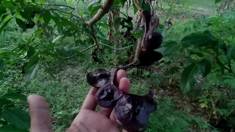 Sosteniendo jengkol con la mano desnuda almacen de metraje de vídeo