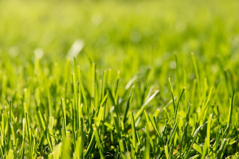 Sotto il sole splendente, uno sfondo naturale astratto fotografia stock libera da diritti Sotto il sole splendente, uno sfondo naturale astratto fotografia stock libera da diritti