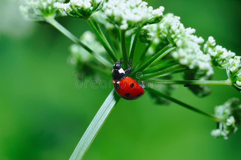 Sotto un ombrello fotografie stock Sotto un ombrello fotografie stock