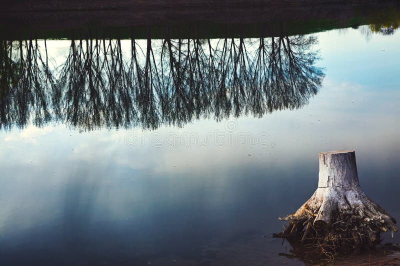 Souche d'arbre dans l'eau avec réflexion d'arbre photo libre de droits