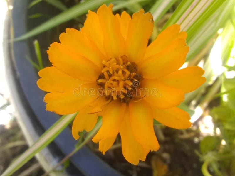 Souci de pot d'officinalis de Calendula images stock Souci de pot d'officinalis de Calendula images stock