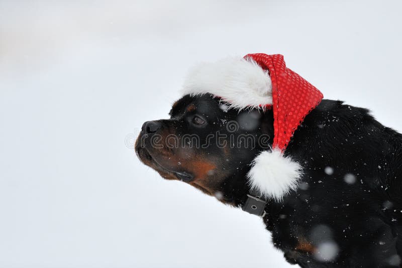 Souhaits de Noël de Rottweiler image stock Souhaits de Noël de Rottweiler image stock