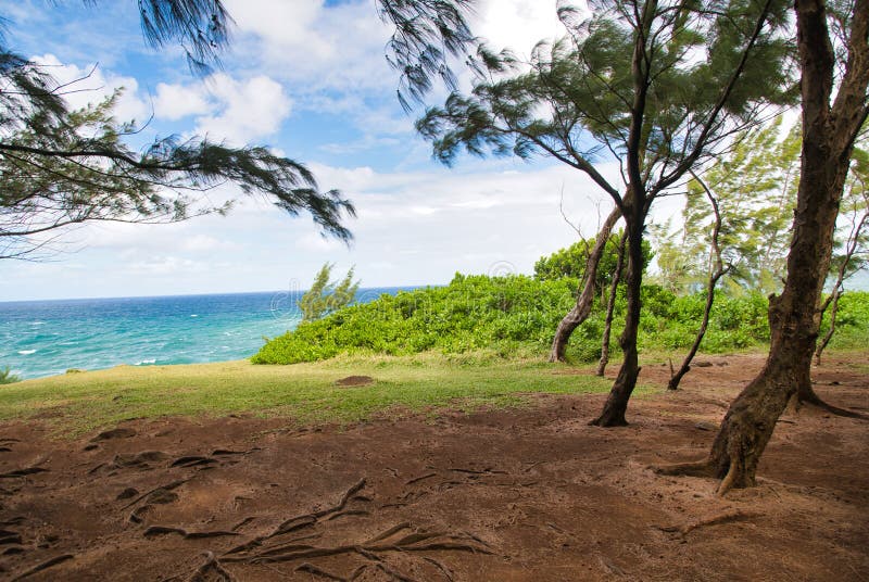 Souillac Pinewood in Mauritius Island Stock Photo Image of tropical
