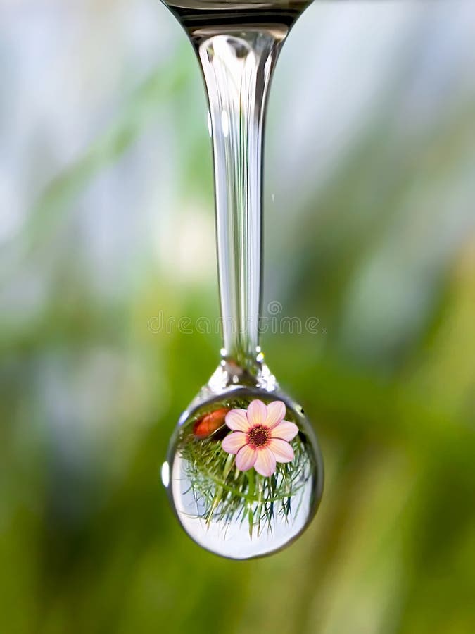 Sound of nature - drop of pure water with reflection of mountain flower.