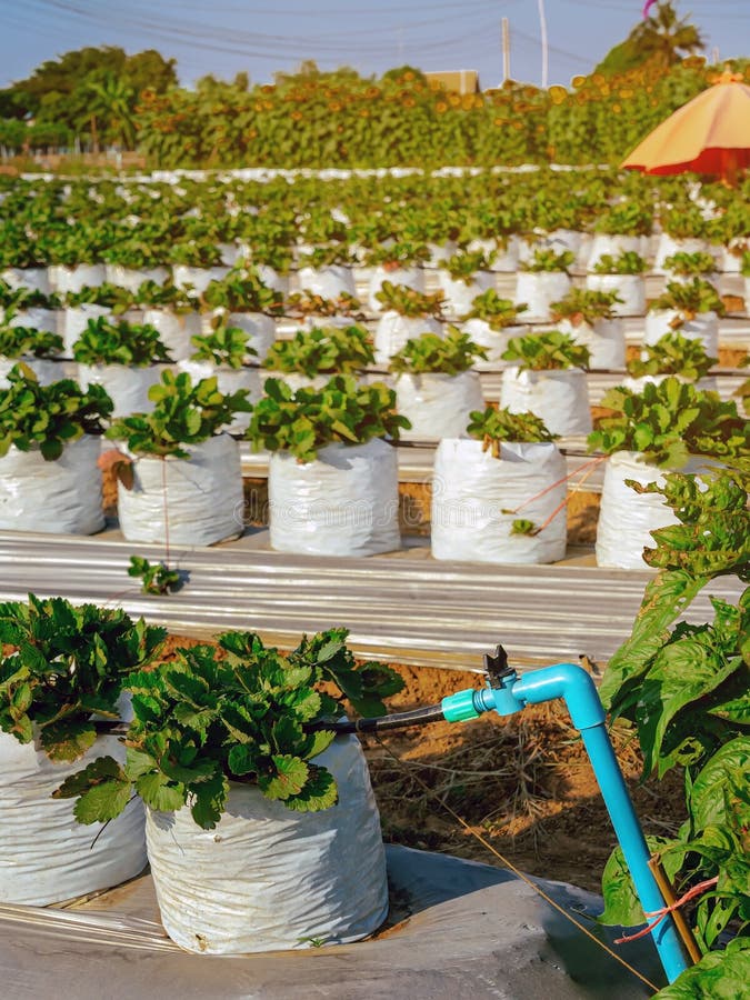 Ensemble d'irrigation par goutte à goutte pour jardin de BioPlus - Jardins  de l'écoumène