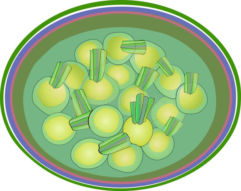 Soupe légère végétarienne d'un jeune navet illustration de vecteur Soupe légère végétarienne d'un jeune navet illustration de vecteur