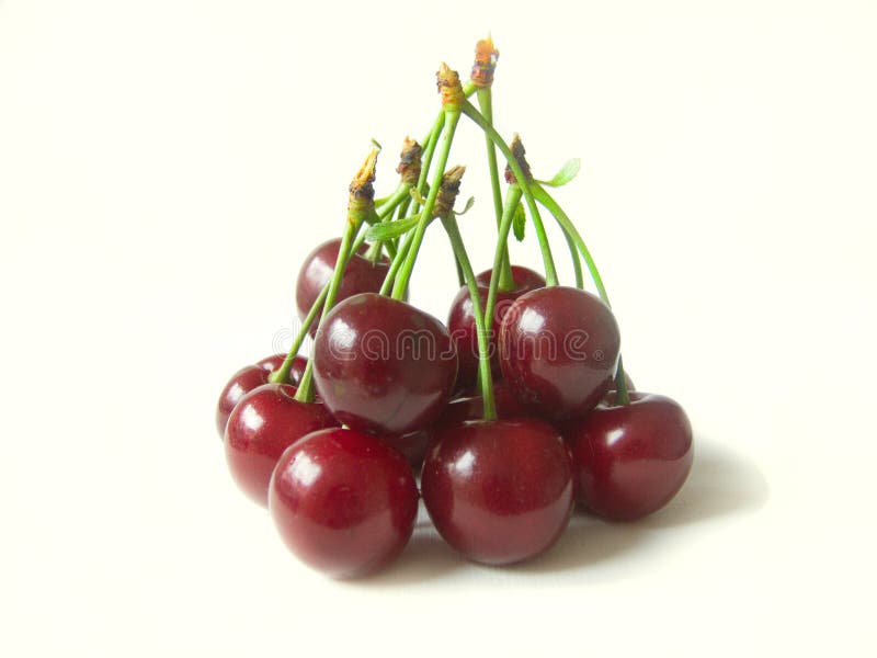 Sour cherry