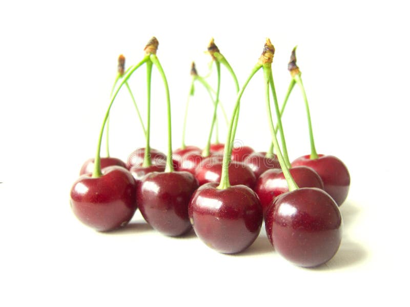 Sour cherry