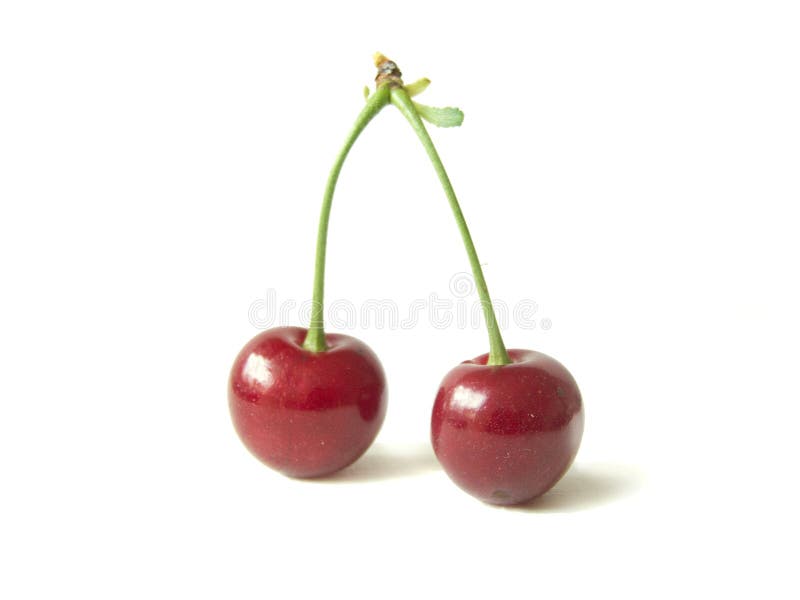 Sour cherry