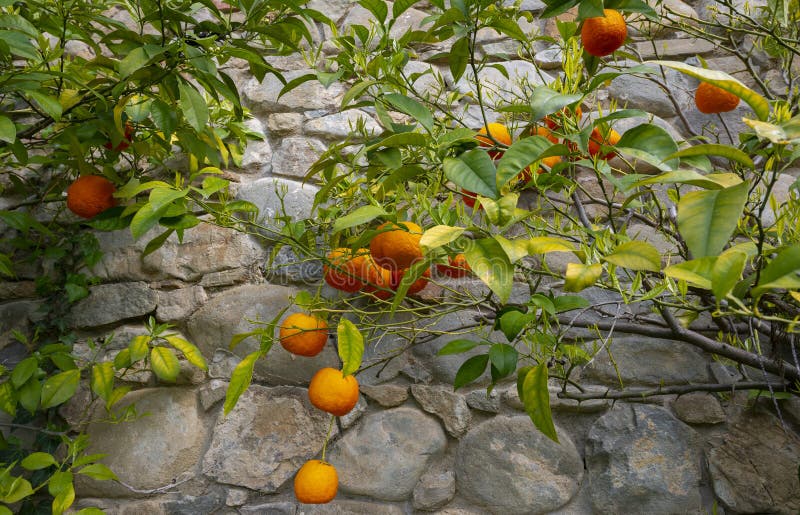 Sour Orange Bigarade Orange Tree in the Detail Stock Image Image of