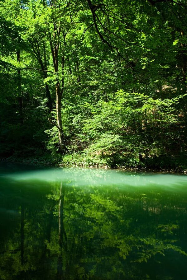 The source of the river Kupa in forest