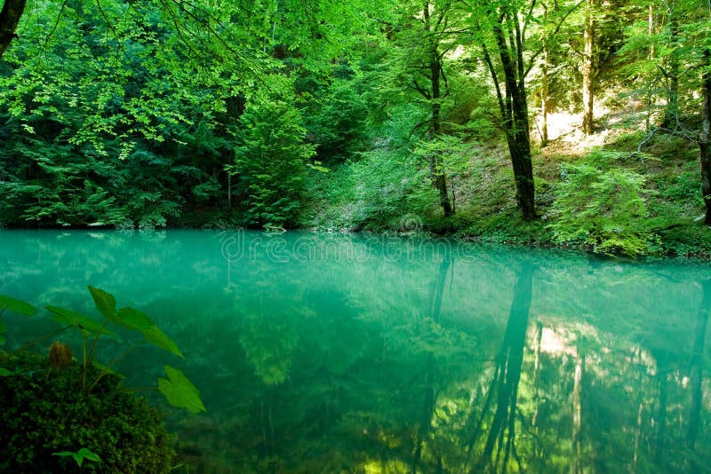 The source of the river Kupa in forest