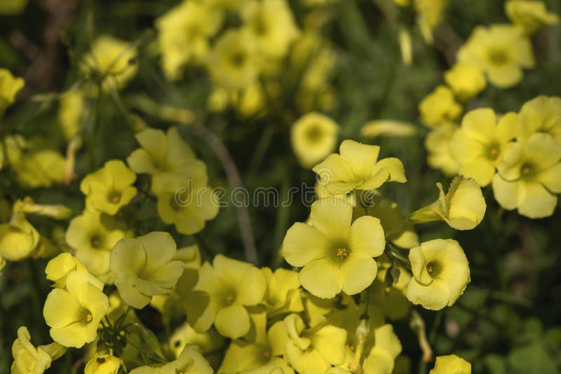 Sourgrass Yellow Flowers Blooming Stock Image Image of edible, botany