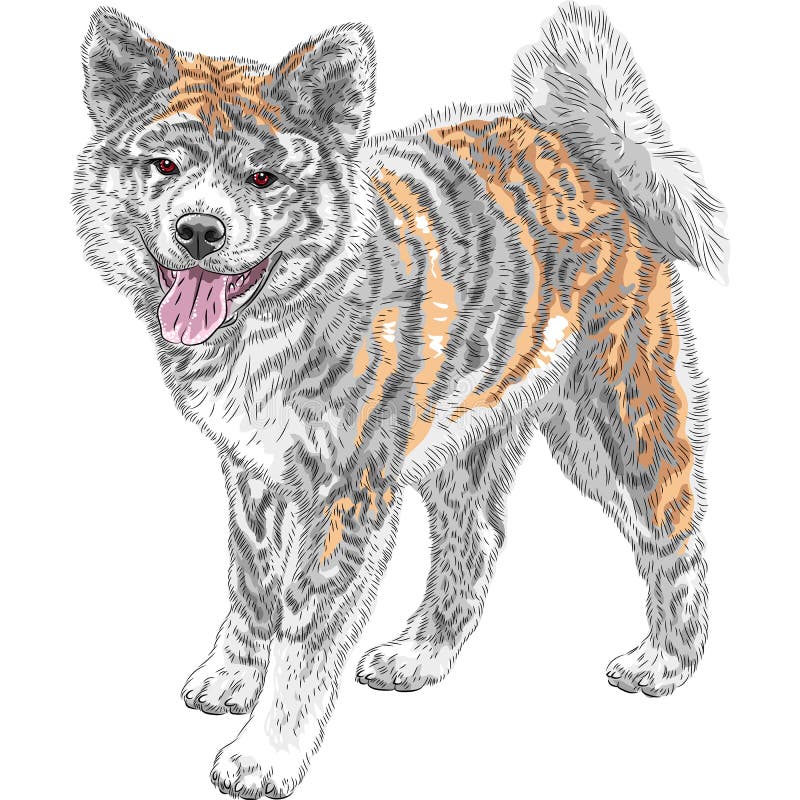 Sourires de race d'Akita Inu Japanese de chien de croquis de vecteur illustration stock Sourires de race d'Akita Inu Japanese de chien de croquis de vecteur illustration stock