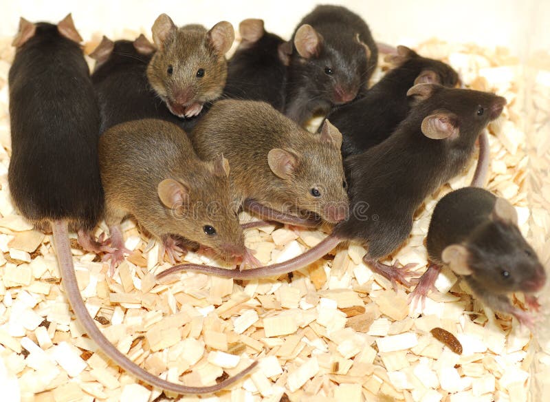Souris Souris