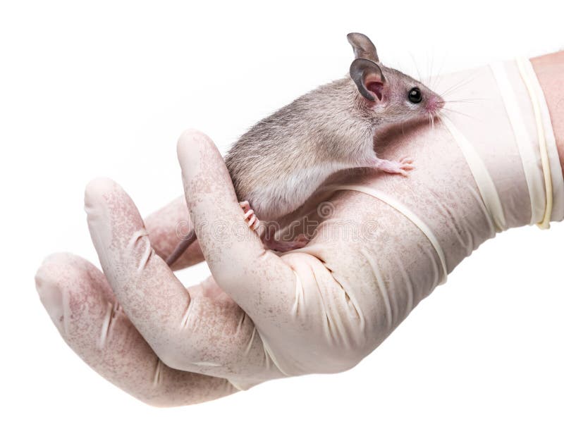 Une Souris Animal D Experience Image Stock Image Du Biologie Biotechnologie