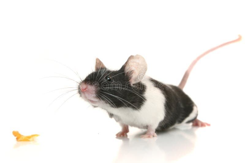 Souris Souris
