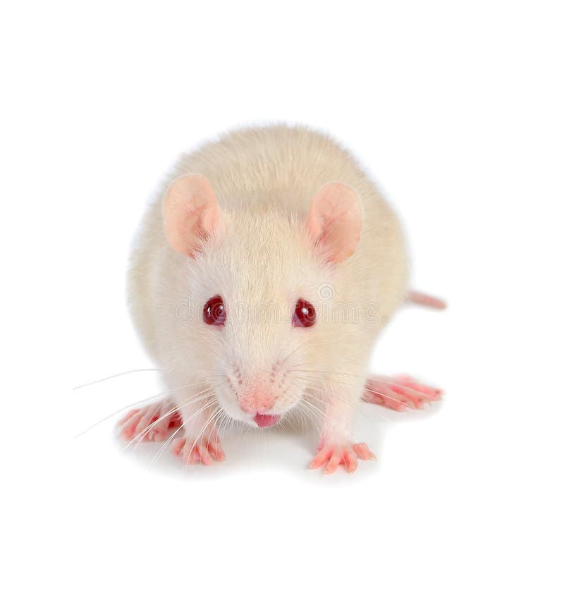 SOURIS BLANCHE stock photo. Image of group, domestic - 170213416